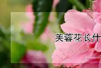 芙蓉花长什么样