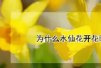 为什么水仙花开花时花朵下垂