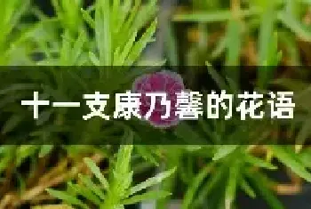 十一支康乃馨的花语