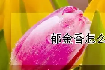 郁金香怎么浇水