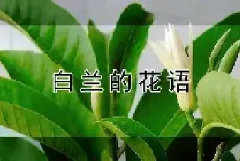 白兰的花语