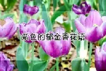 紫色的郁金香花语