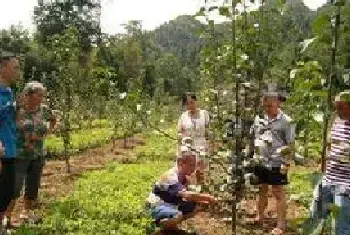 盆栽造型 | 梨树幼树整形修剪技术