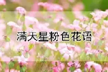 满天星粉色花语