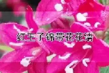 红王子锦带花花语