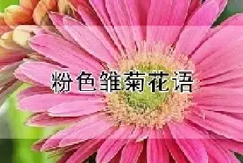 粉色雏菊花语