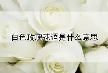 白色玫瑰花语是什么意思