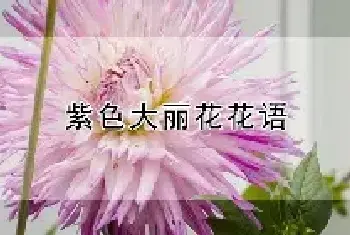 紫色大丽花花语