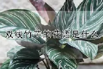 双线竹芋的花语是什么