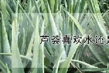 芦荟喜欢水还是喜欢干