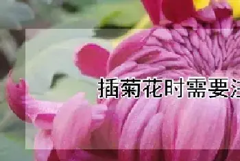 插菊花时需要注意什么