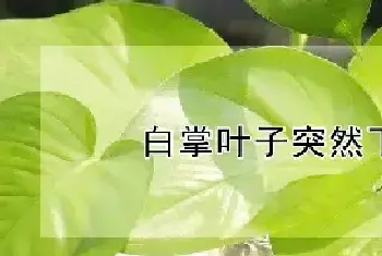 白掌叶子突然下垂变软