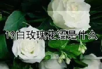 19白玫瑰花语是什么