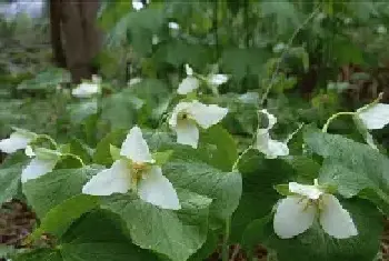 关于延龄草的花语和传说