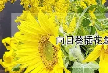 向日葵插花怎么养