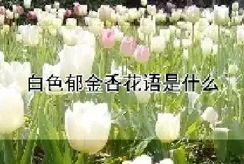 白色郁金香花语是什么