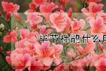 毕节杜鹃什么时候开花