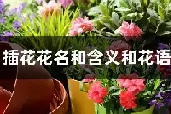 插花花名和含义和花语