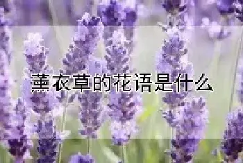 薰衣草的花语是什么