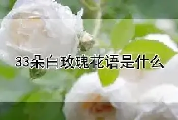 33朵白玫瑰花语是什么