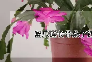 蟹爪莲长骨朵了还用浇水吗