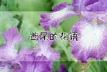 鸢尾的花语