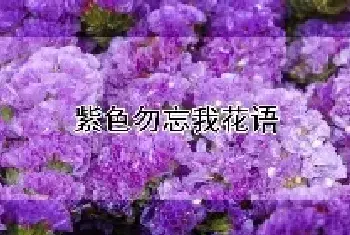 紫色勿忘我花语