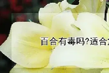 百合有毒吗?适合放家里吗?