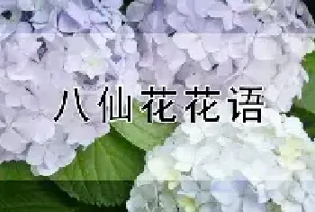 八仙花花语