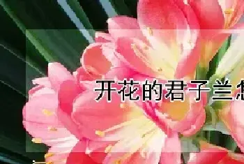 开花的君子兰怎么养护