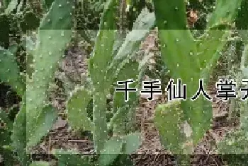 千手仙人掌开花吗