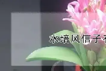 水培风信子有毒吗