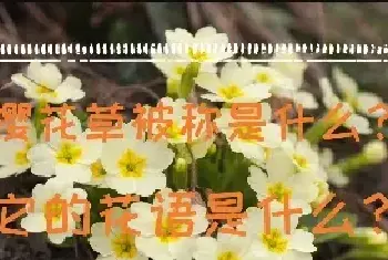 樱花草被称是什么？它的花语是什么？