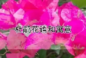 杜鹃花语和寓意