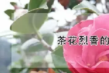 茶花烈香的花期