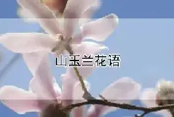 山玉兰花语