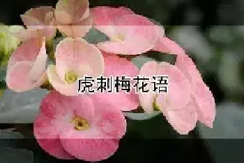 虎刺梅花语