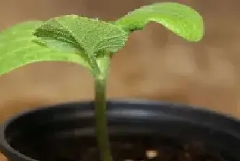 花卉果蔬盆景 | 适合秋季种植的花卉有哪些