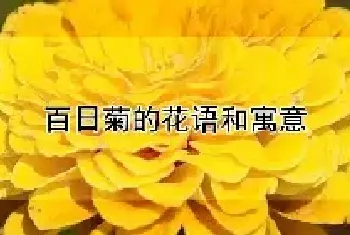 百日菊的花语和寓意