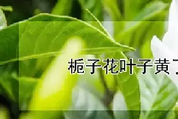 栀子花叶子黄了怎么办