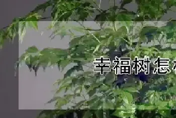 幸福树怎样养