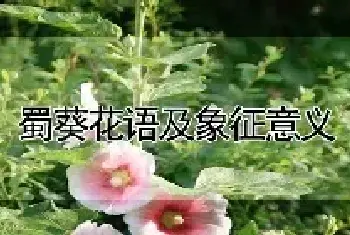 蜀葵花语及象征意义