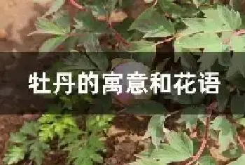 牡丹的寓意和花语