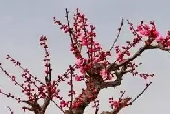 花卉果蔬盆景 | 梅花盆景栽培方法