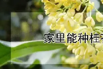 家里能种桂花树吗