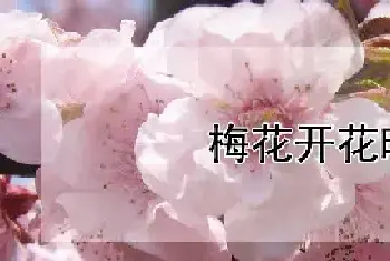 梅花开花时间