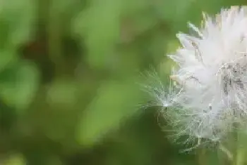 蒲公英多长时间割一茬