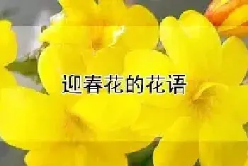 迎春花的花语