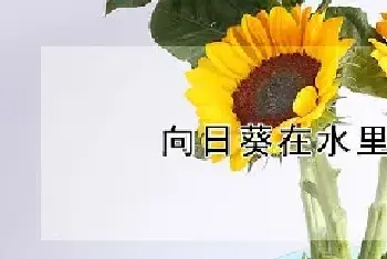 向日葵在水里怎么养