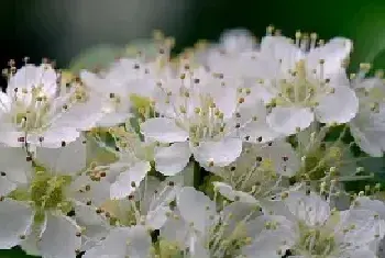 石楠花的花语是什么